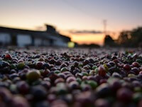 Coffee processing